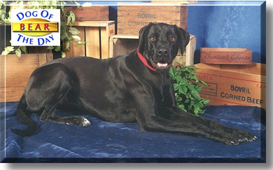 Bear, the Dog of the Day