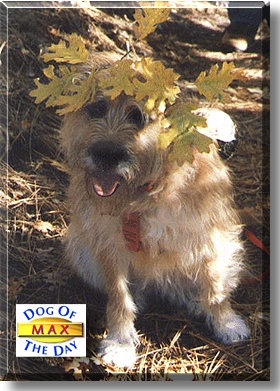 Maxine, the Dog of the Day