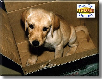 Stormie, the Dog of the Day