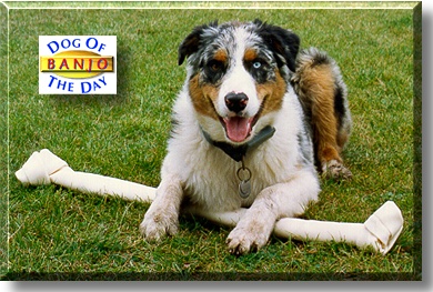 Banjo, the Dog of the Day