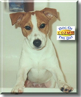 Cozmo, the Dog of the Day