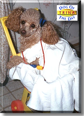Trina, the Dog of the Day