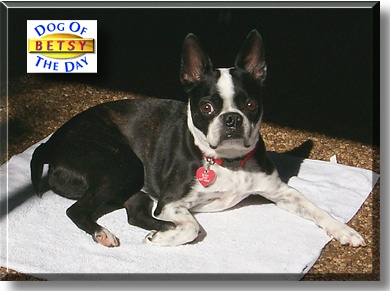 Betsy Ross, the Dog of the Day
