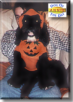 Annie, the Dog of the Day