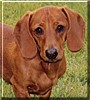 Scooby