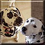 Wiley, Daisey