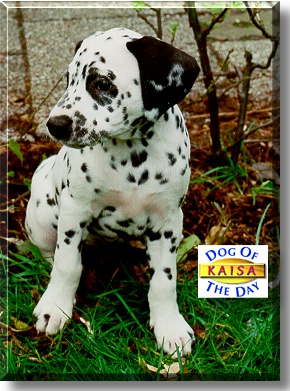 Kaisa, the Dog of the Day
