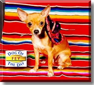 Fey, the Dog of the Day