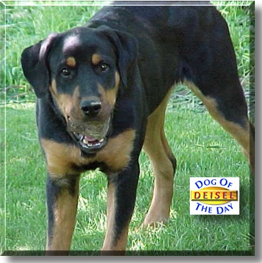 Deisel, the Dog of the Day