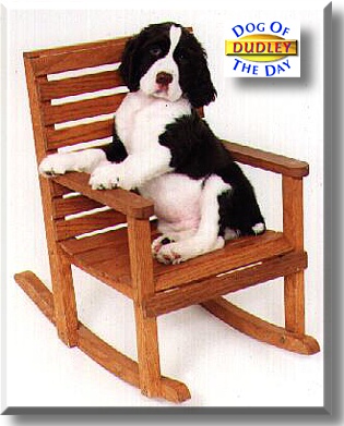Dudley, the Dog of the Day