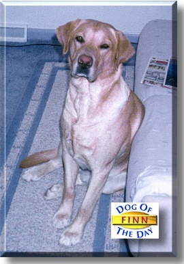 Finn, the Dog of the Day