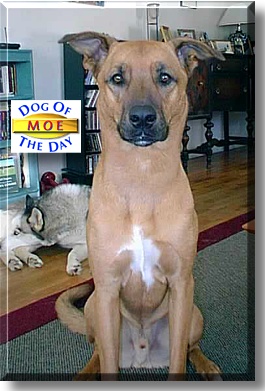 Moe, the Dog of the Day