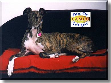 Cameo, the Dog of the Day