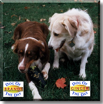 Brandi and Ginger, the Dog of the Day
