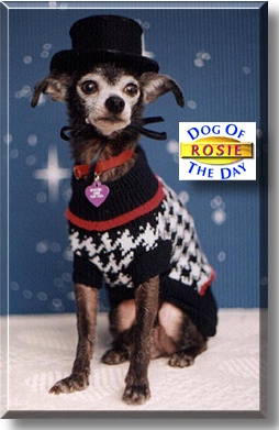 Rosie, the Dog of the Day