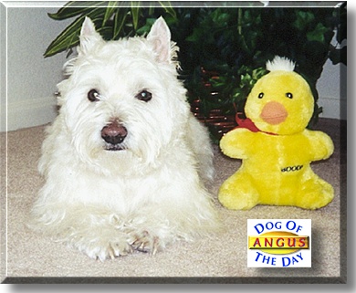 Angus, the Dog of the Day