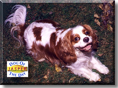 Jasper, the Dog of the Day