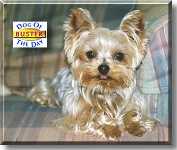 Buster, the Dog of the Day