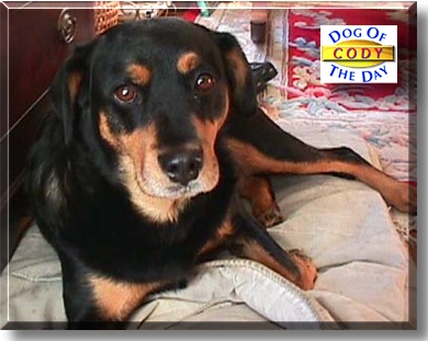 Cody, the Dog of the Day