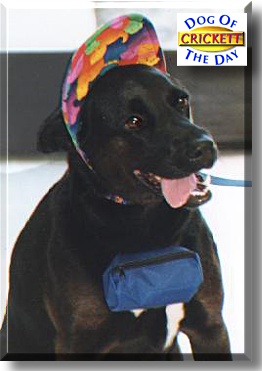 Crickett, the Dog of the Day