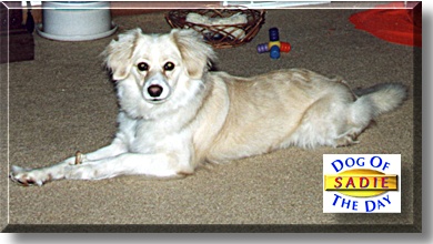 Sadie, the Dog of the Day