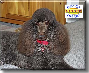 Ginger, the Dog of the Day
