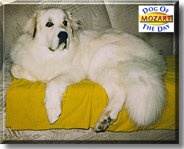 Mozart, the Dog of the Day