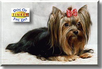 Tinker, the Dog of the Day
