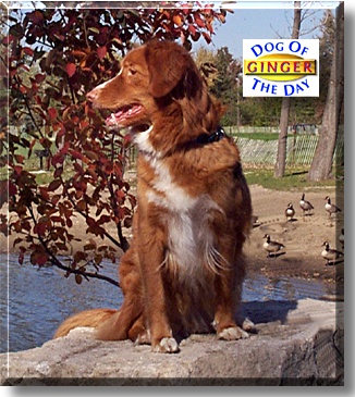 Ginger, the Dog of the Day