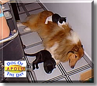 Apolo, the Dog of the Day