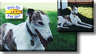 Jay, the Dog of the Day