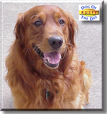 Rusty, the Dog of the Day