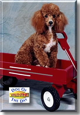 Valentine, the Dog of the Day