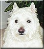 Angus