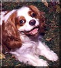 Jasper
