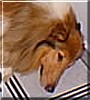 Apolo
