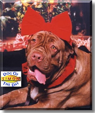 Simon, the Dog of the Day