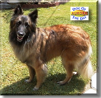 Aurora, the Dog of the Day