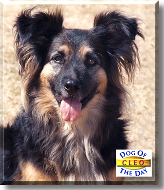Cleo, the Dog of the Day