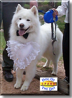 Spark, the Dog of the Day