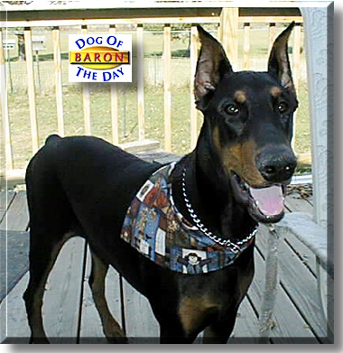 Baron, the Dog of the Day