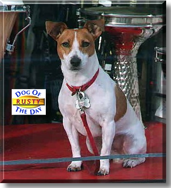 Rusty, the Dog of the Day