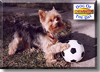 Chewbacca, the Dog of the Day