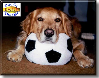 Emily, the Dog of the Day