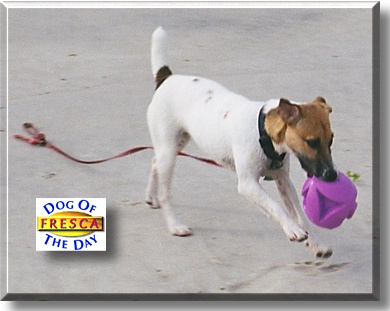 Fresca, the Dog of the Day