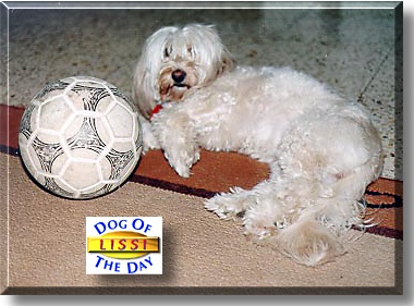 Lissi, the Dog of the Day