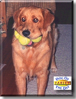 Farley, the Dog of the Day