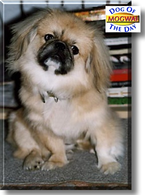 Emperor Mogwai Moonpie, the Dog of the Day