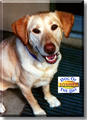 Sonnet, the Dog of the Day