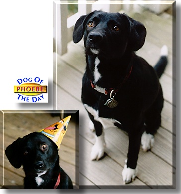 Phoebe, the Dog of the Day